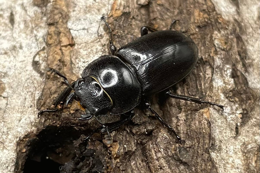 【WD】《グラキリスノコギリヒラタクワガタ 41mm ペア》