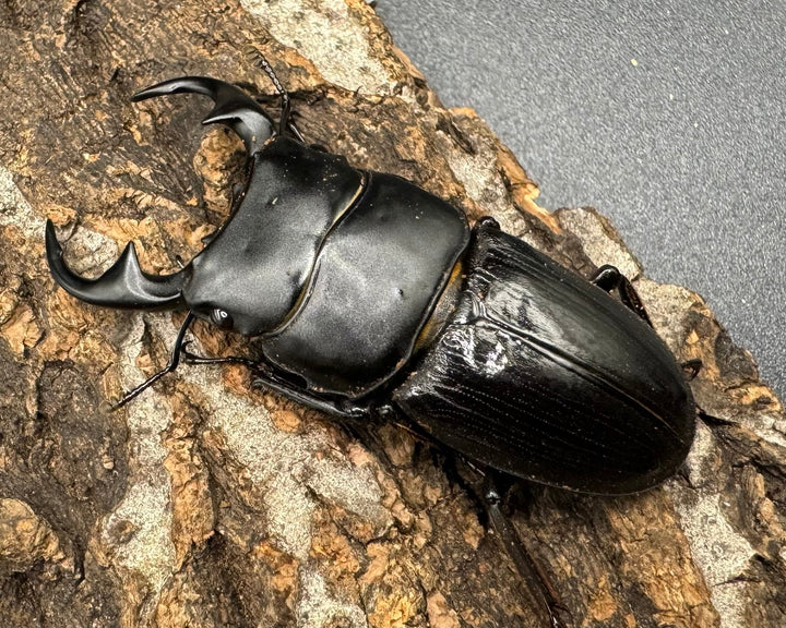 【WD】《ミンダナオパリーオオクワ  ペア》