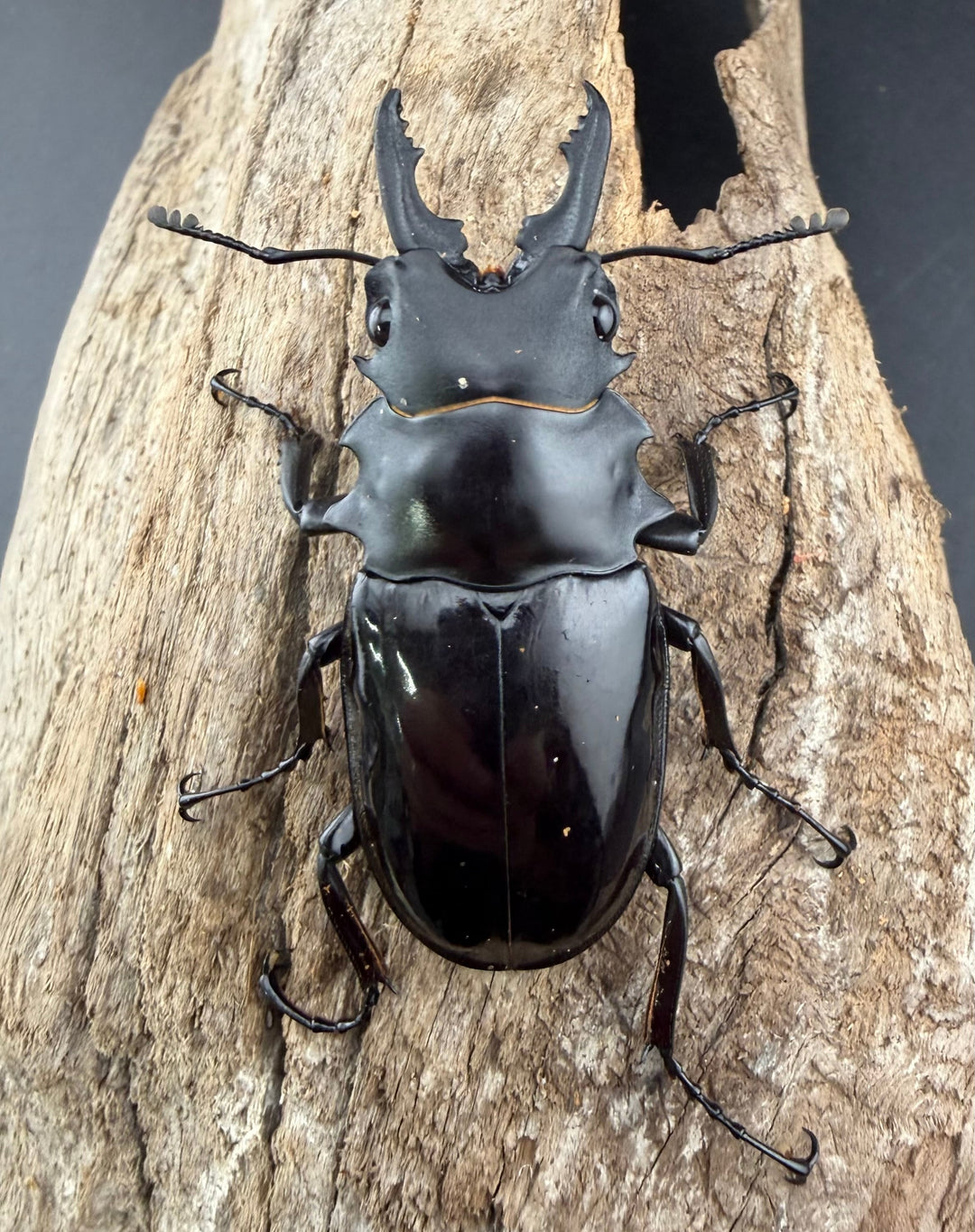 【WD】《ダールマンツヤクワガタ サンギール島産 57.5mm ペア》