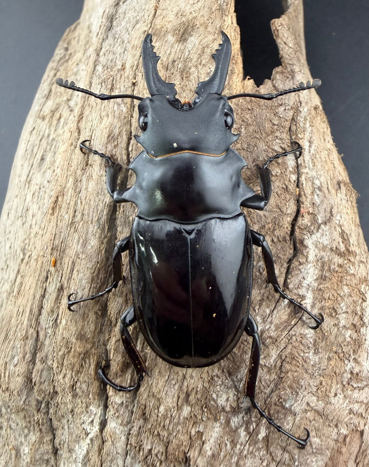 【WD】《ダールマンツヤクワガタ サンギール島産 57.5mm ペア》