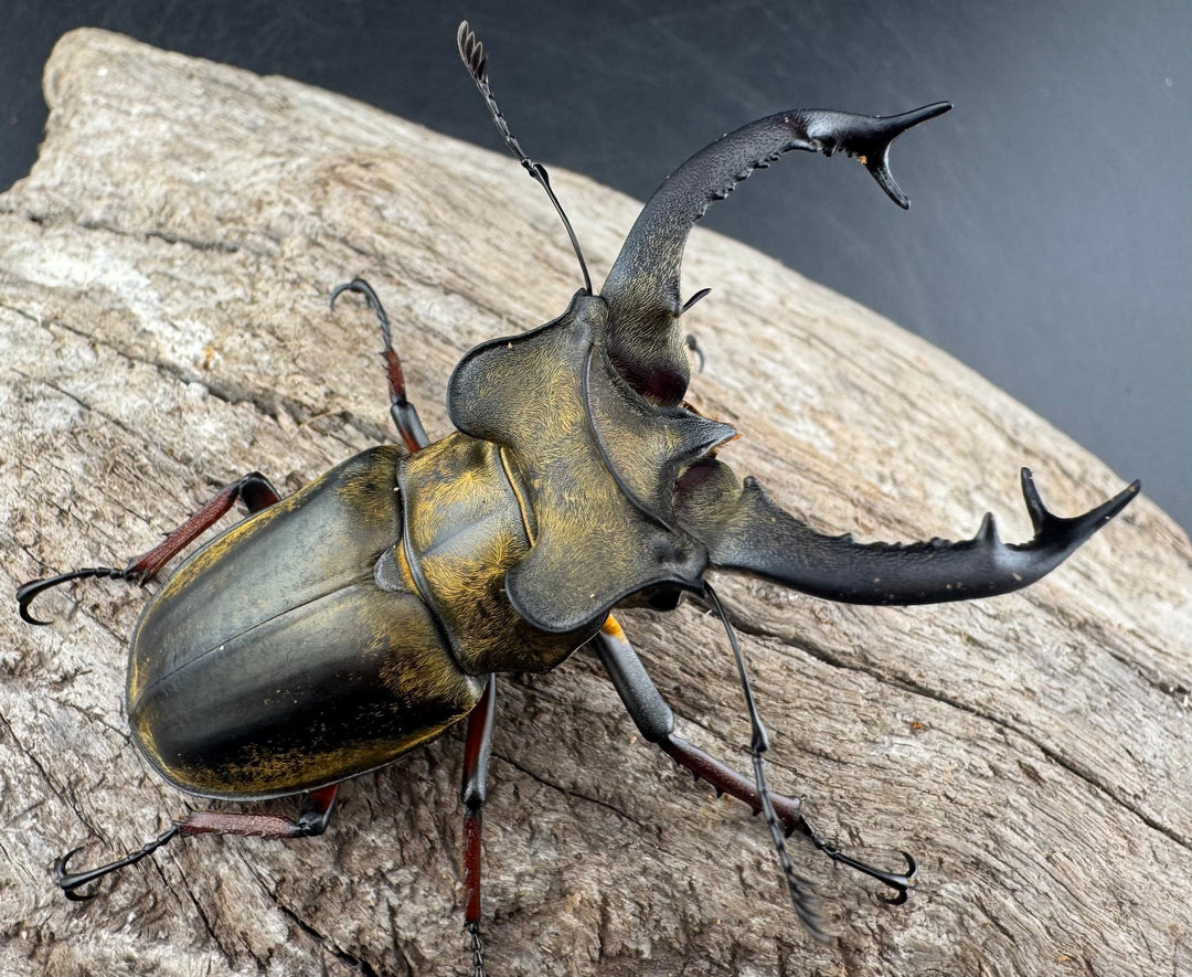 【WD】《セリケウスミヤマ原名亜種 66mm ペア》