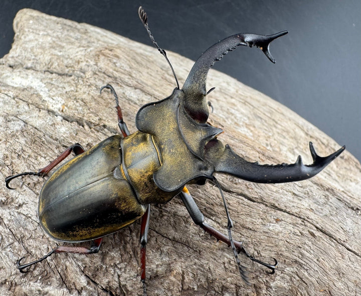 【WD】《セリケウスミヤマ原名亜種 66mm ペア》