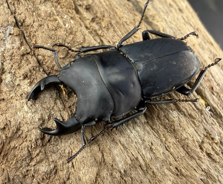 【WF3】《メタドルクス ロトゥンダトゥス 20.5mm ペア》