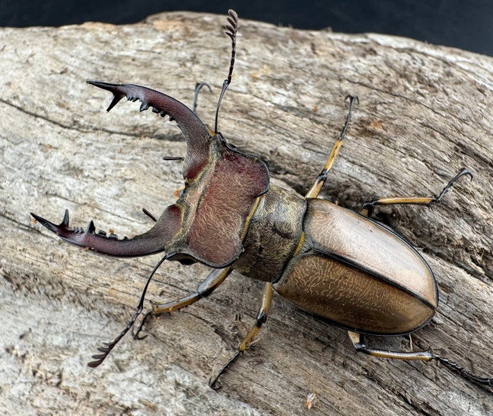 【WD】《デラバイミヤマクワガタ 41mm ペア》