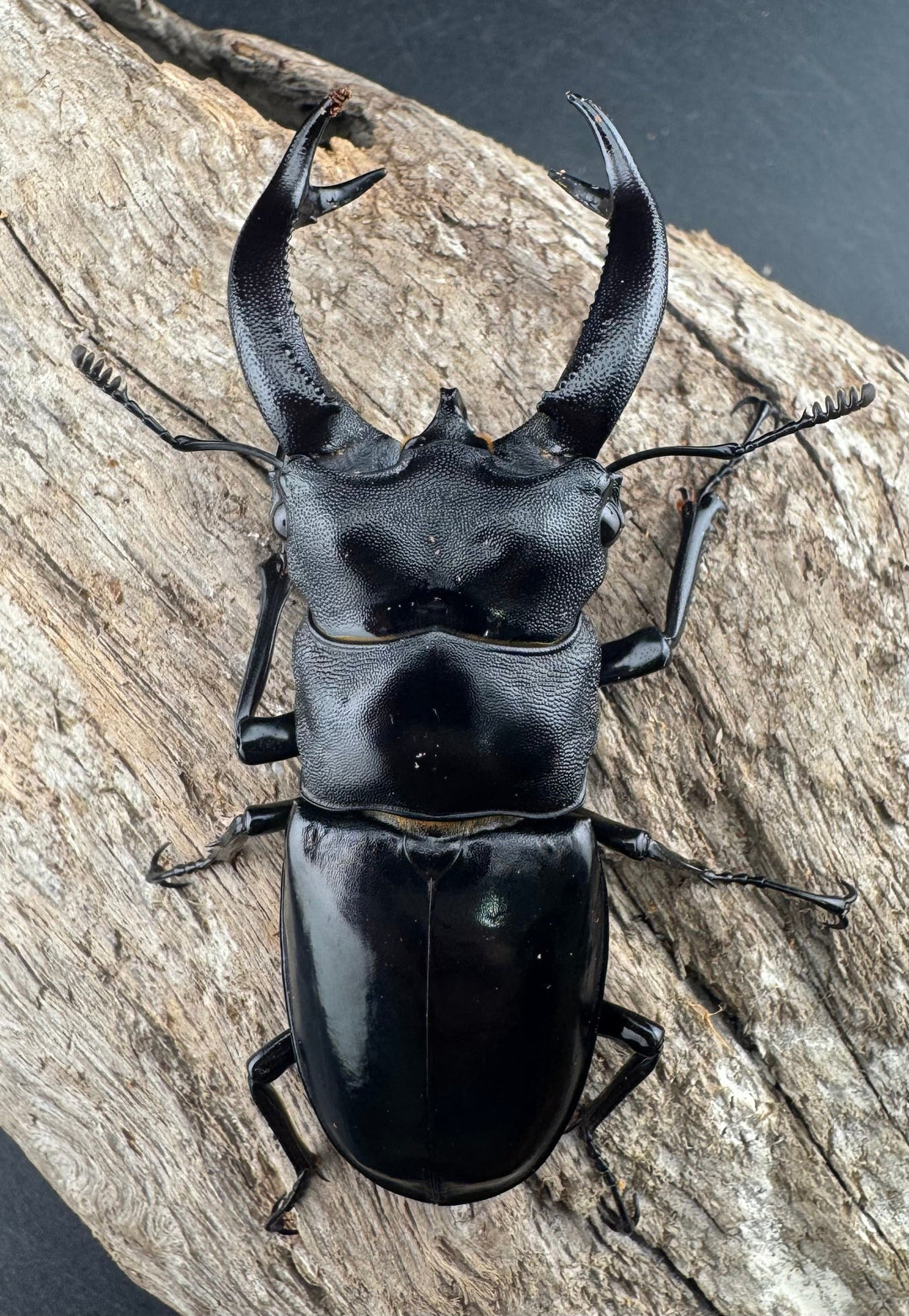 【WD】《ブケットフタマタクワガタ 72mm ペア》