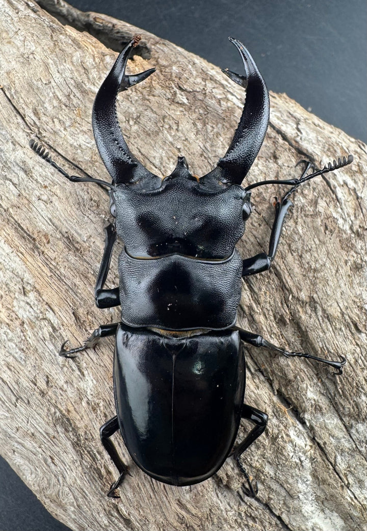 【WD】《ブケットフタマタクワガタ 72mm ペア》