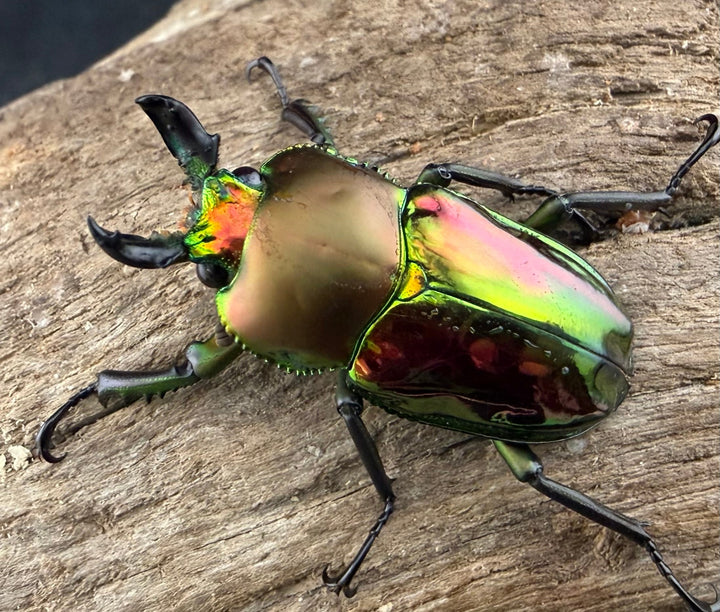 《ニジイロクワガタ 33.5mm ♂♀♀トリオ》