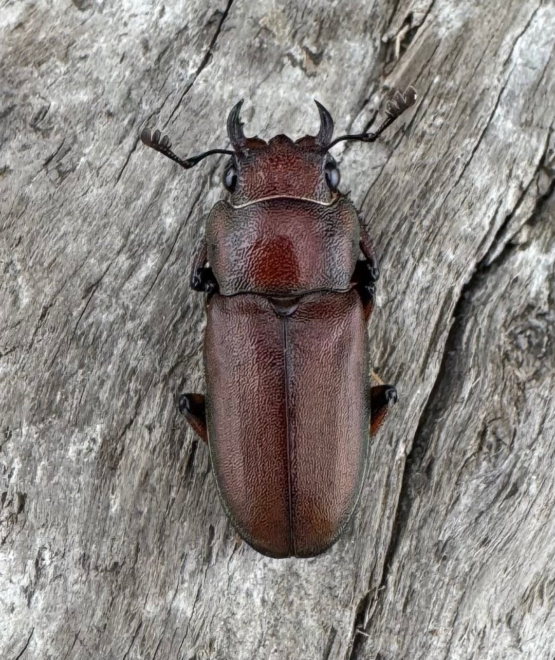 【WD】《スズムラホソアカ ロハス産 40mm ペア》