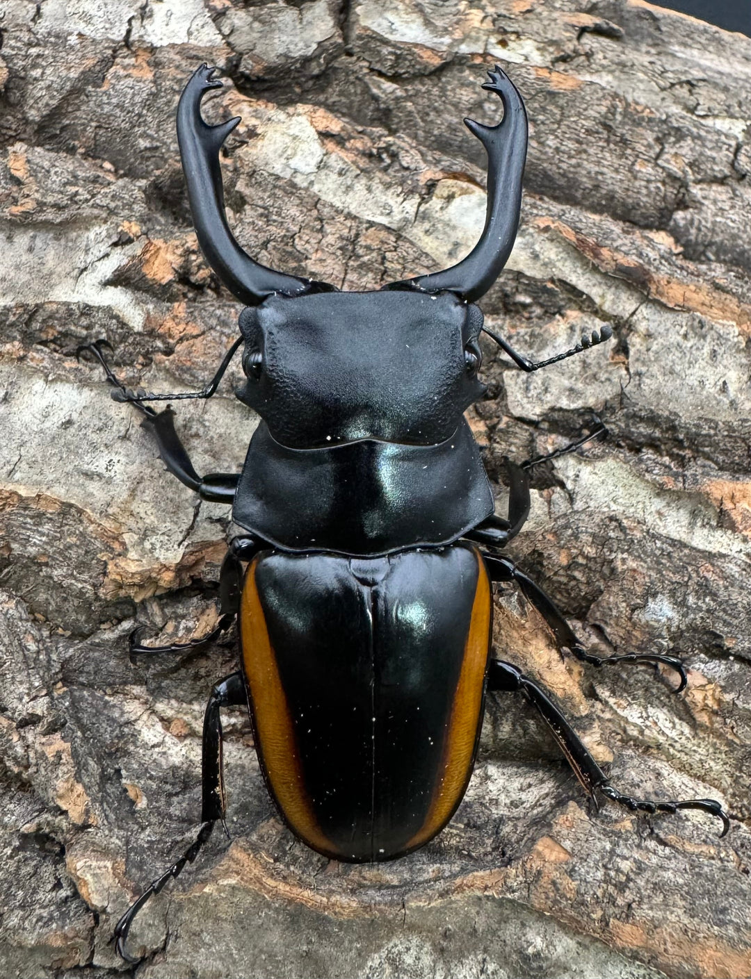 【WD】《スティーブンスツヤ亜種mamaesaensis 69mm ペア》