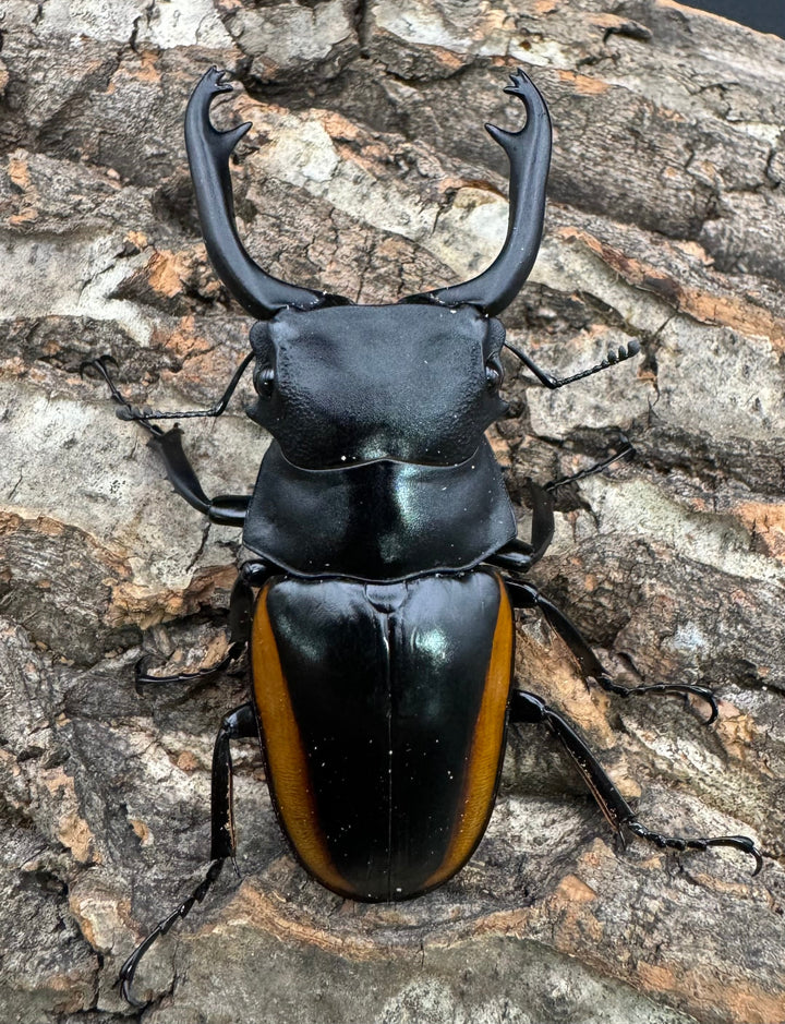 【WD】《スティーブンスツヤ亜種mamaesaensis 69mm ペア》