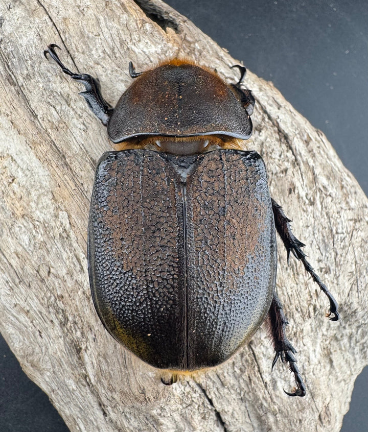 《 ヘラクレス・モリシマイ 煌血統/煌血統アウトライン 100mm ペア》inohiro109氏ブリード個体