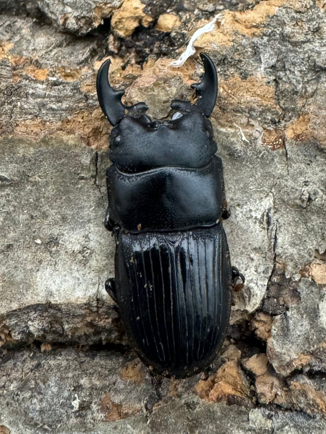 【WD】《フィリピンネブト原名亜種 Free ペア》