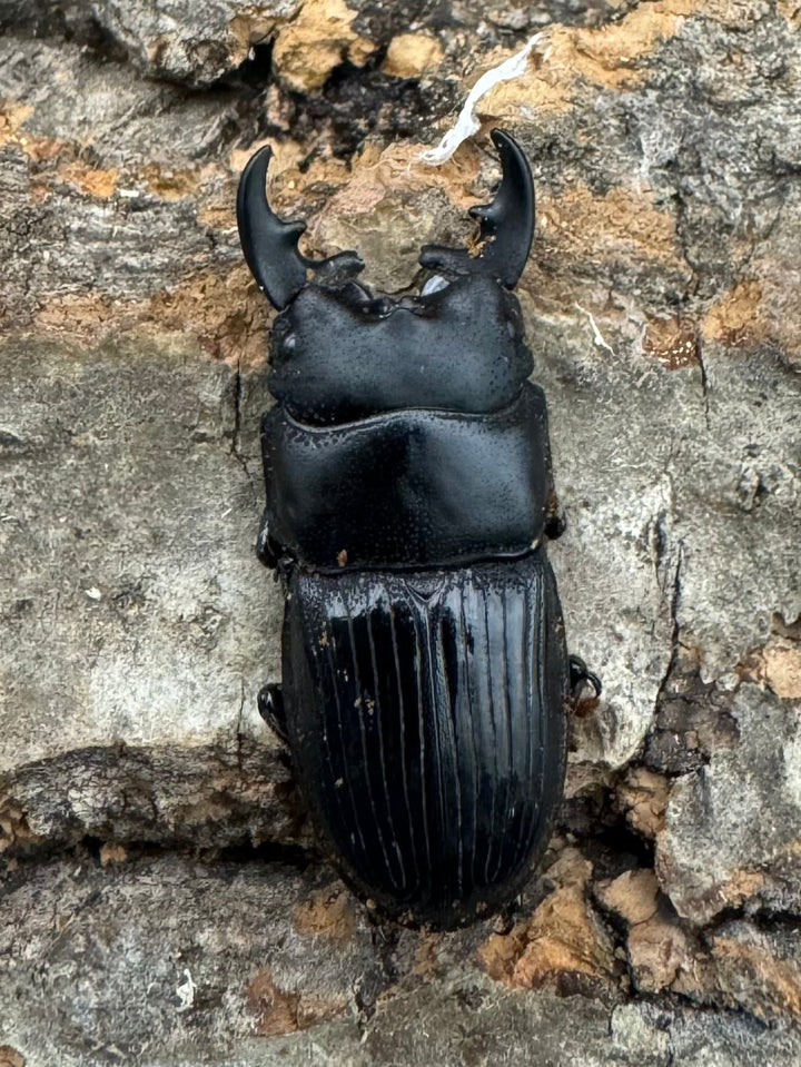 【WD】《フィリピンネブト原名亜種 Free ペア》