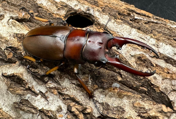 【WD】《アスタコイデスノコギリ ベンクール産 48mm ペア》