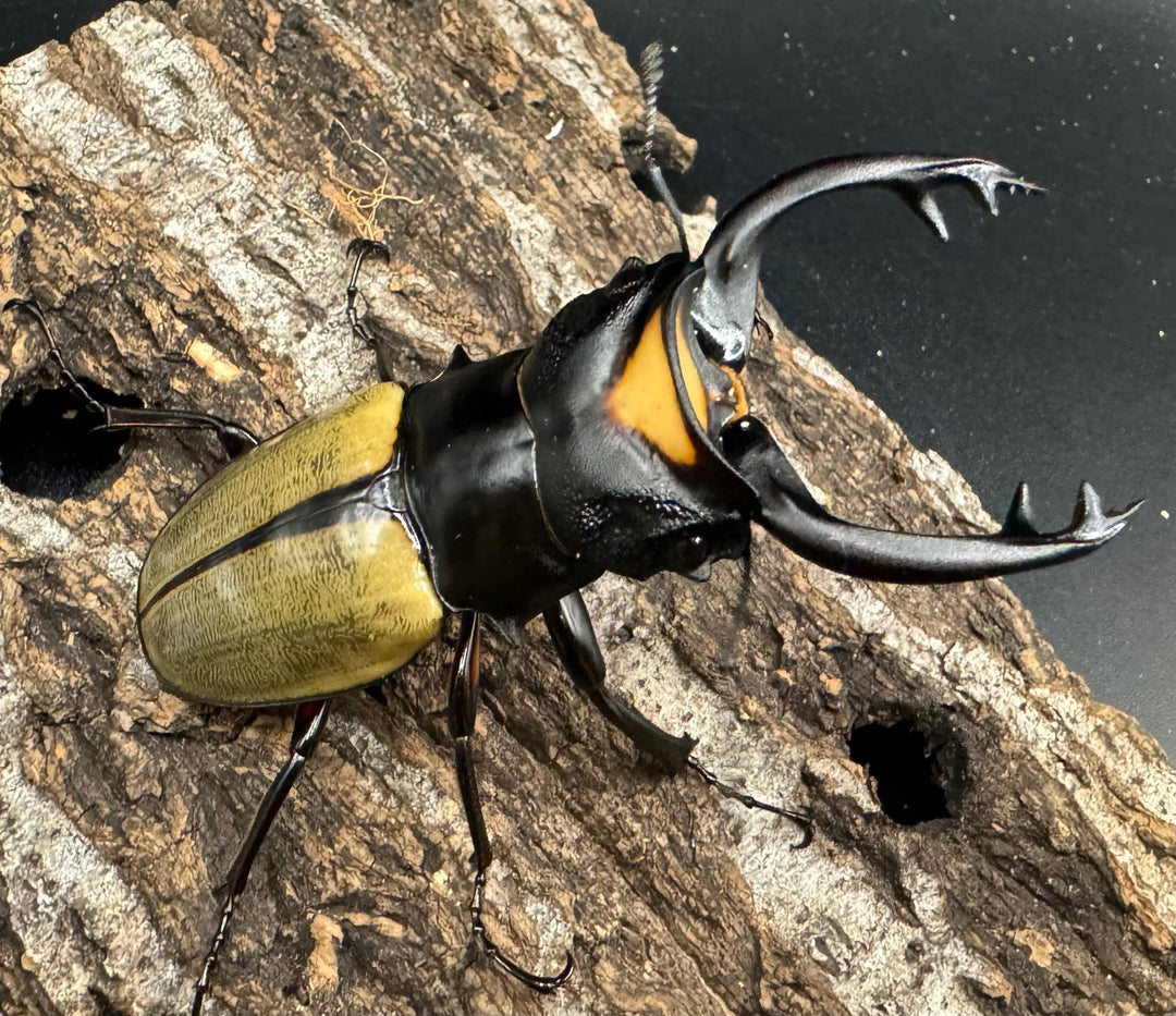 【WD】《ラコダールツヤクワガタ 76mm ペア》