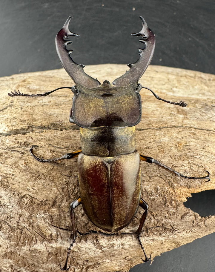 【WD】《ミヤマクワガタ 胆振地方産 67mm ペア》