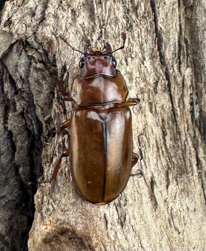 【WD】《カスタネウスオニクワガタ 18mm ♀単》