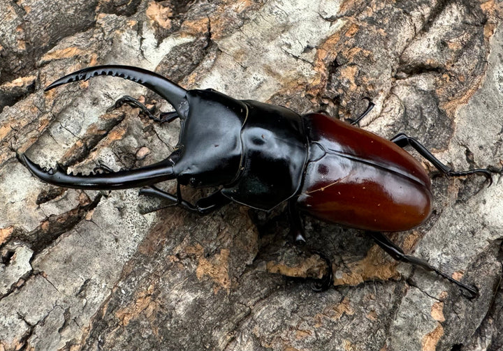 《アローコクワ亜種リエン 71mm ♂♀♀トリオ》