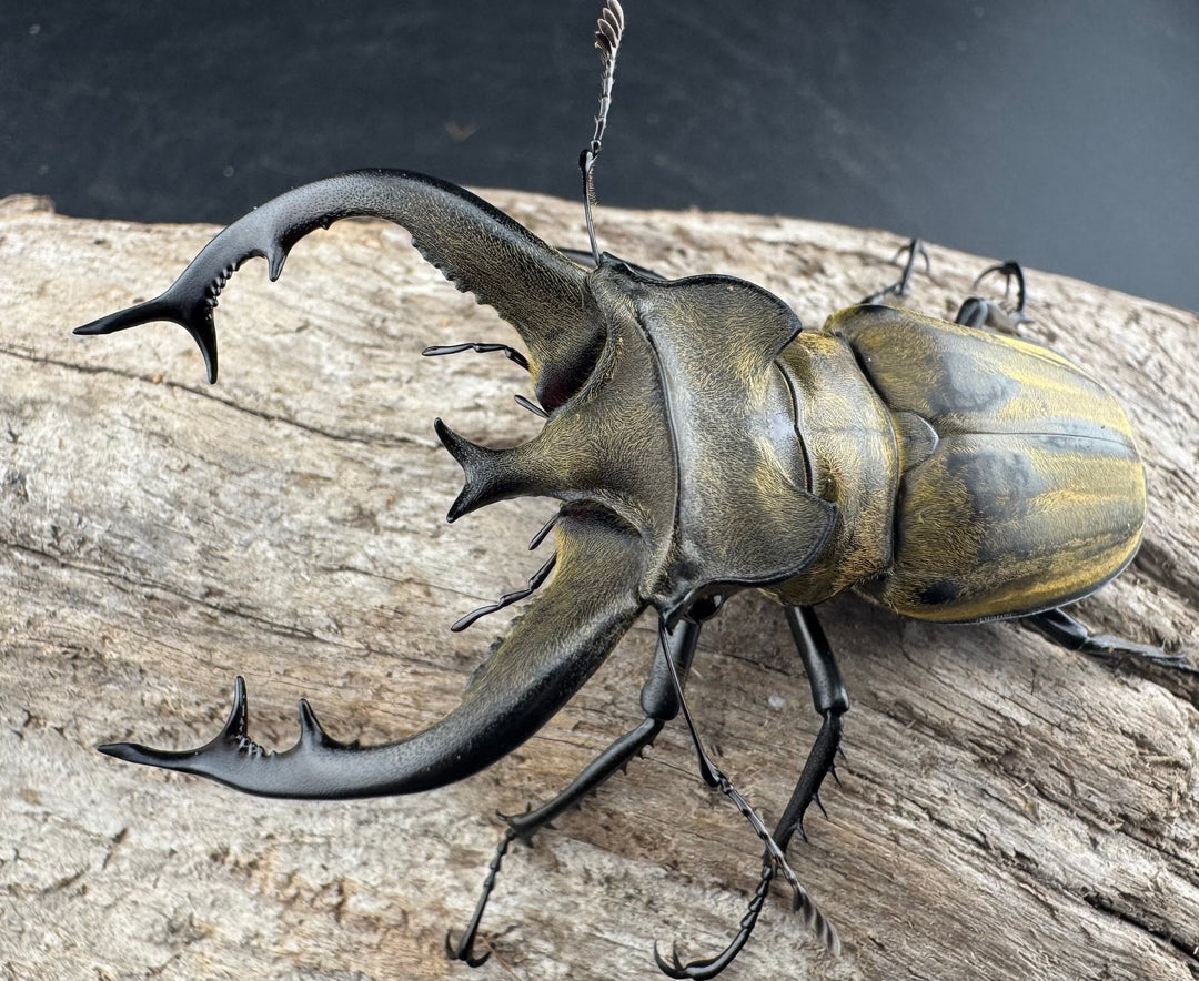 【WD】《フルキフェルミヤマ 74mm ペア》