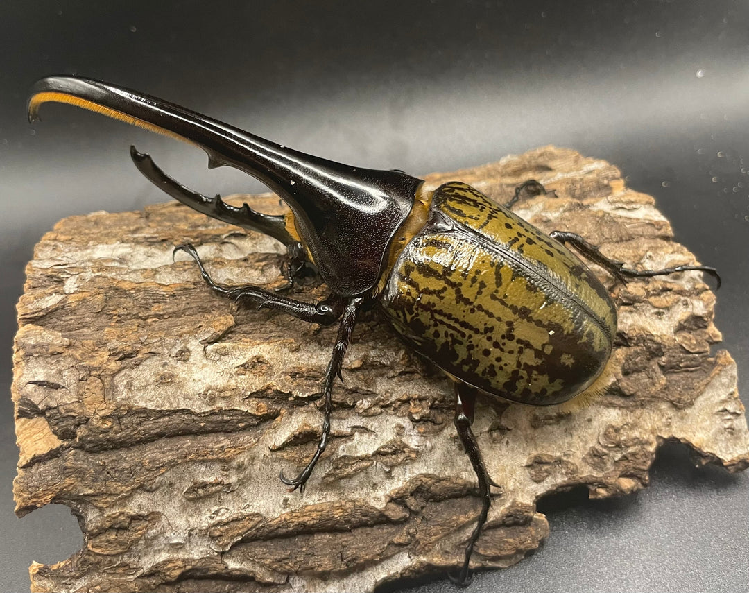 《ヘラクレス・ヘラクレス 128mm ペア》