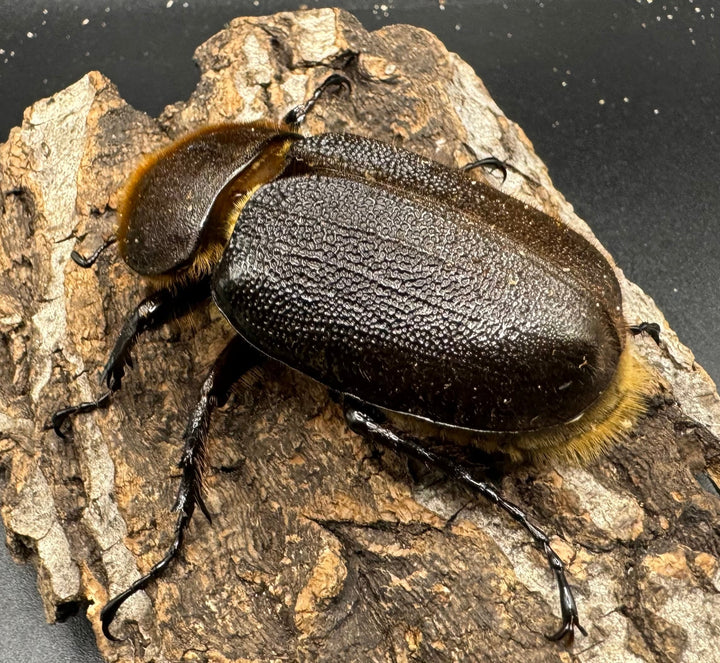 《ヘラクレス・ヘラクレス 122mm ペア》