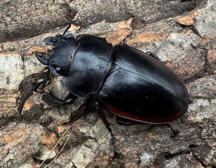 【WD】《クベラツヤクワガタ亜種sinensis ♀単A’品》