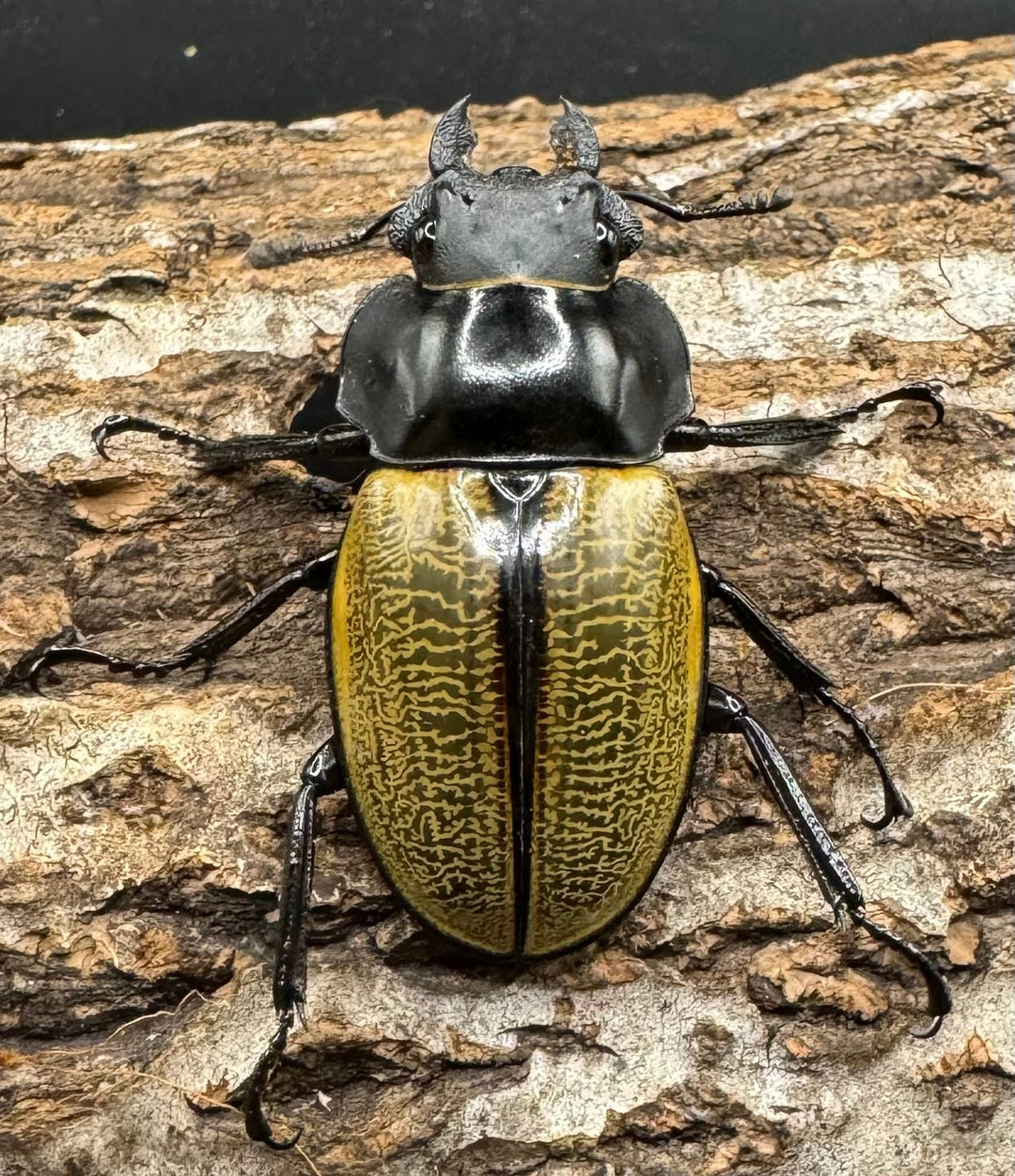 【WD】《スペクタビリスツヤクワガタ 71mm ペア》