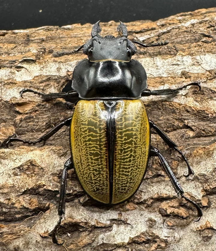 【WD】《スペクタビリスツヤクワガタ 71mm ペア》