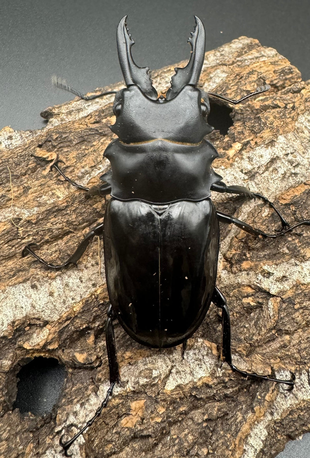 【WD】《ベリコサツヤクワガタ 70mm ペア》