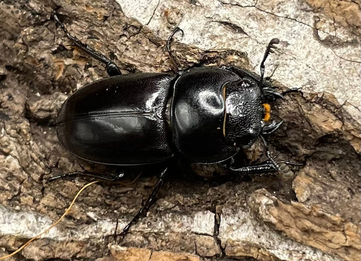 【WD】《グラキリスノコギリヒラタクワガタ 47.5mm ペア》