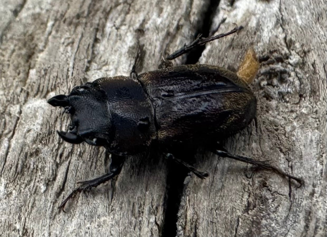 《ペルークワガタ Free ペア》