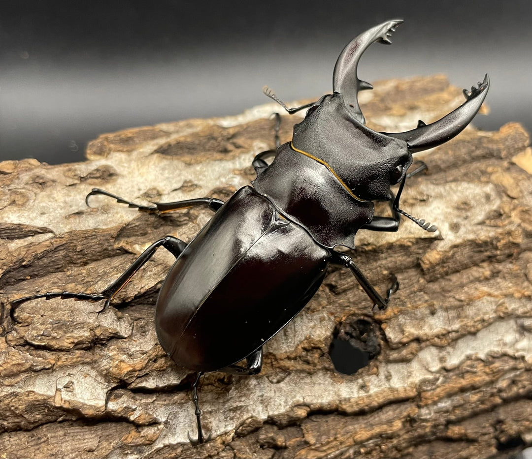 【WD】《アルケスツヤクワガタ 75mm ペア》