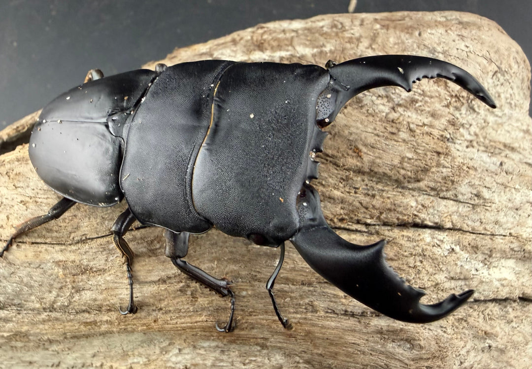 【WD】《スラウェシオオヒラタ 南スラウェシ産 81mm ペア》