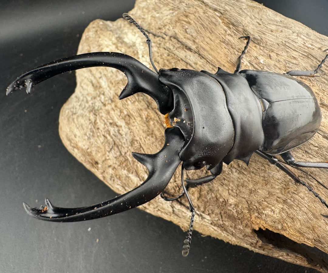 【WD】大型《インターメディアツヤクワガタ ガントン産 96mm ペア》