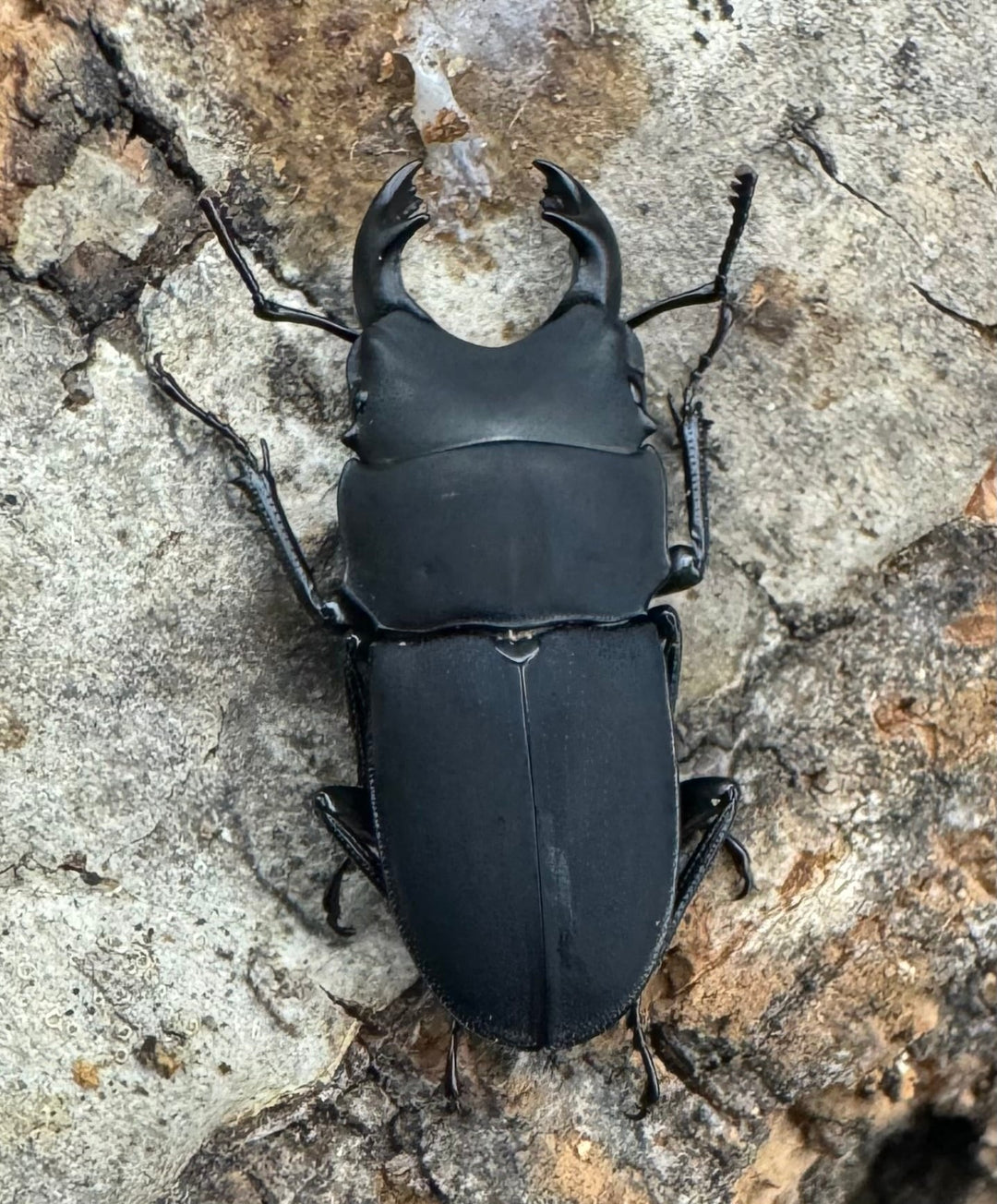 【WF2】《メタドルクス ロトゥンダトゥス ♂単》