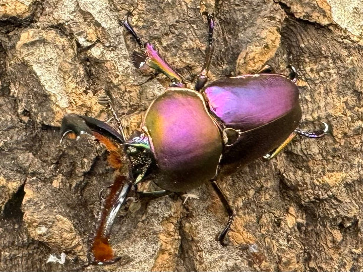 【美麗】《パプアキンイロクワガタ ペア》inohiro109氏ブリード個体