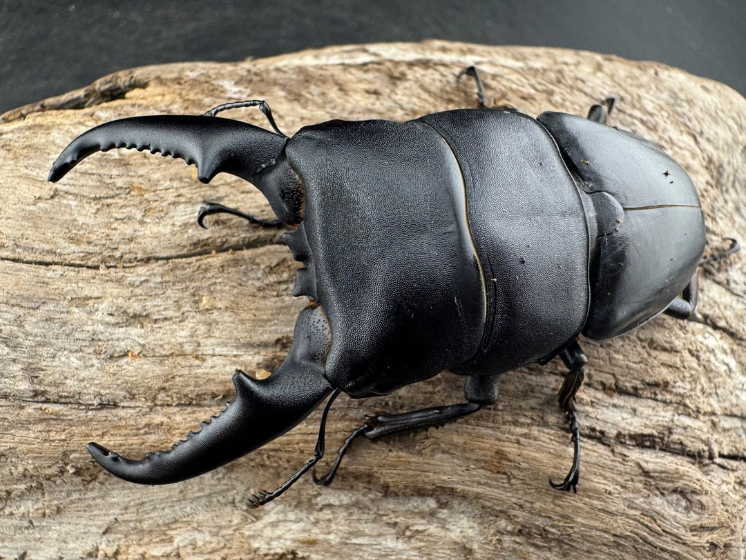 【WD】《ベトナムヒラタ 海南省産 71mm ペア》