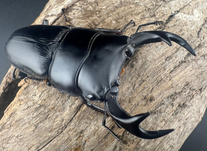 【WD】《クルビデンスオオクワ原名亜種 65mm ペア》