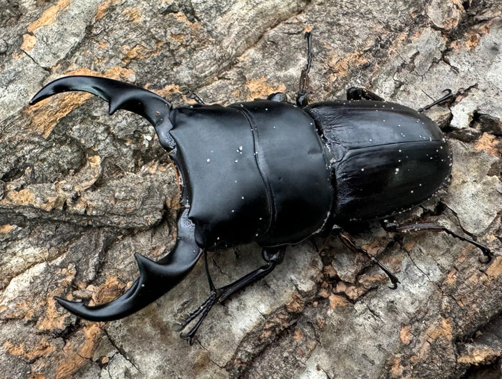 【WD】《ジャワパリーオオクワ ベンクール産 64mm ペア》