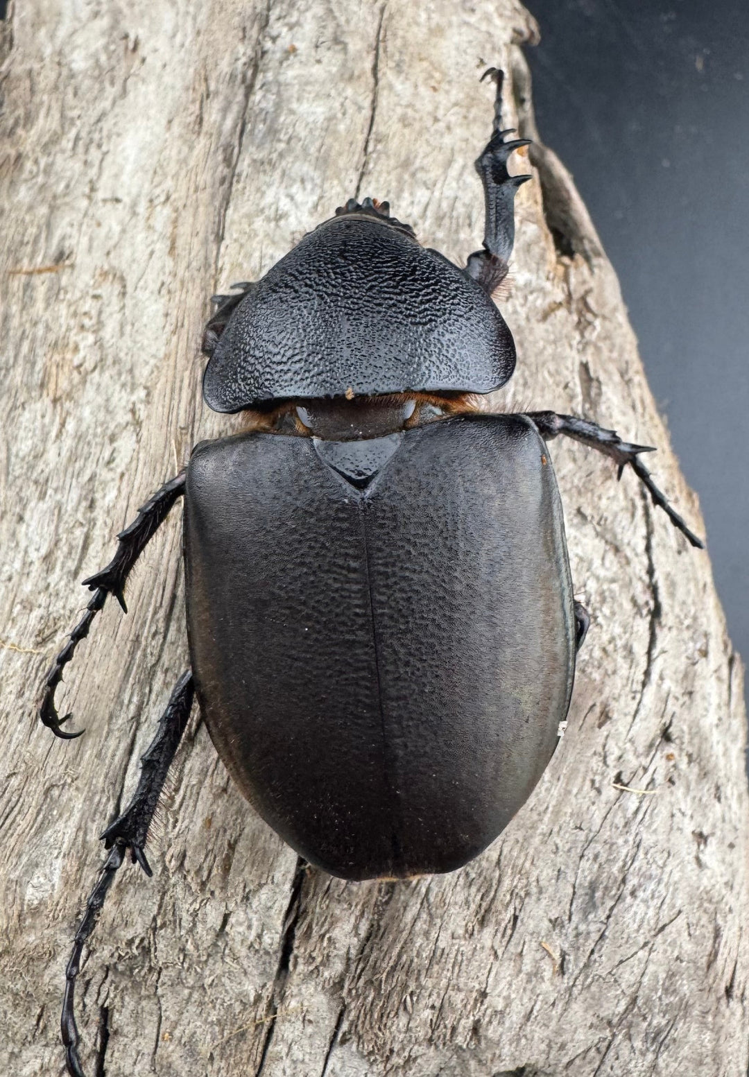 【WD】《ジャワコーカサスオオカブト 68mm B品ペア》