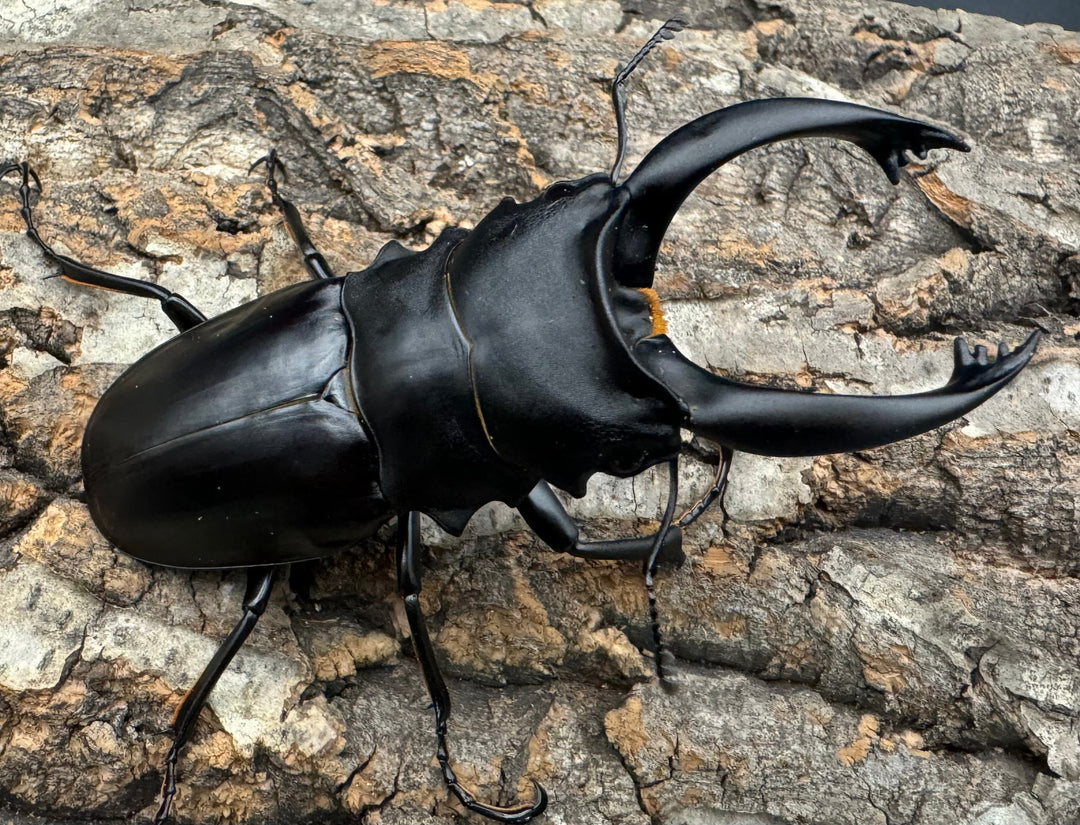 【WD】大歯《アルケスツヤクワガタ 90mm ペア》