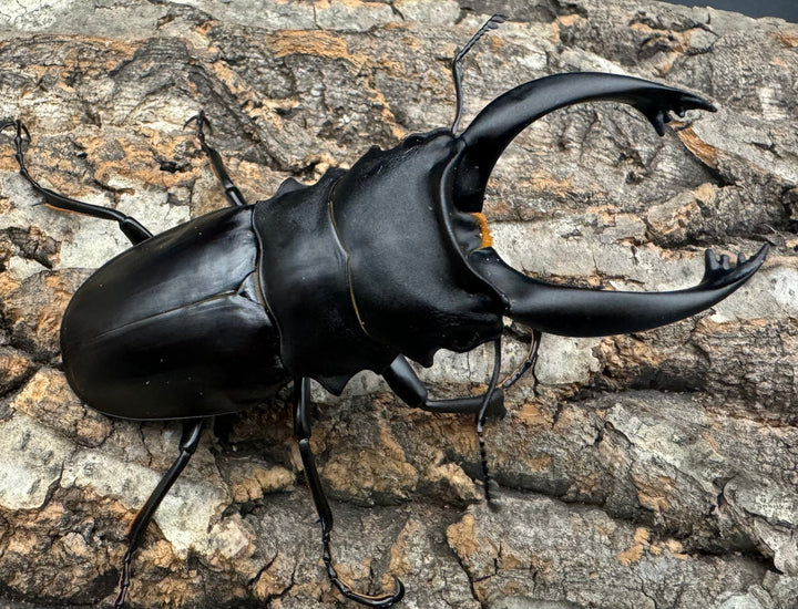 【WD】大歯《アルケスツヤクワガタ 90mm ペア》