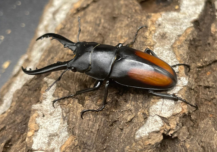 【WD】超貴重種《スピネウスノコギリクワガタ 40.5mmUP ペア》