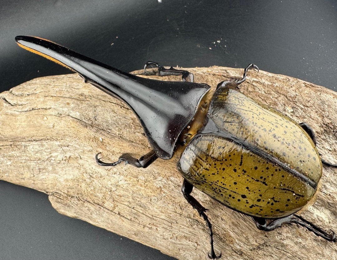 《ヘラクレス・ヘラクレス 143mm ペア》