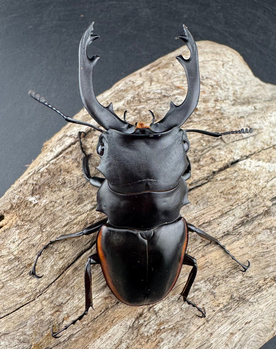 【WD】《クベラツヤクワガタ亜種sinensis 浙江省産 73.5mm ペア》