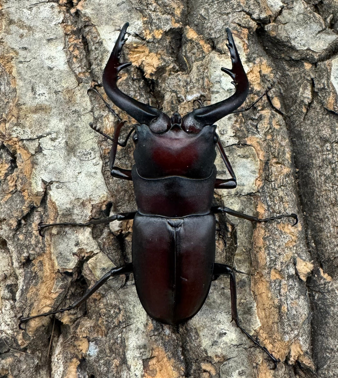 【WD】《ノコギリクワガタ 伊豆大島産 64mm ペア》