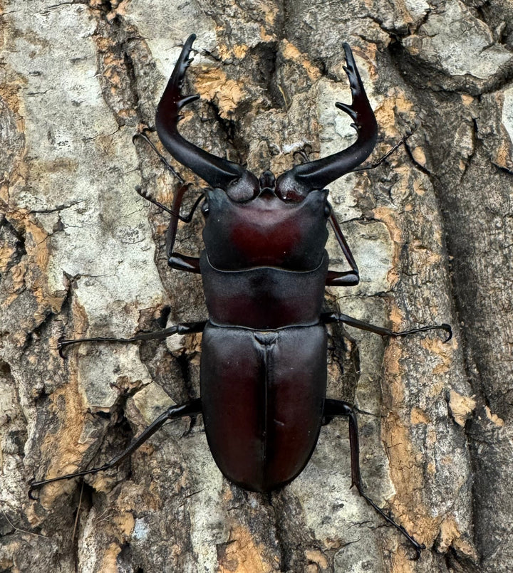 【WD】《ノコギリクワガタ 伊豆大島産 64mm ペア》