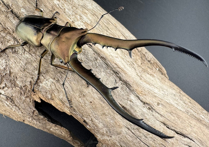 【WD】《メタリフェルホソアカ亜種finae 84.5mm ペア》