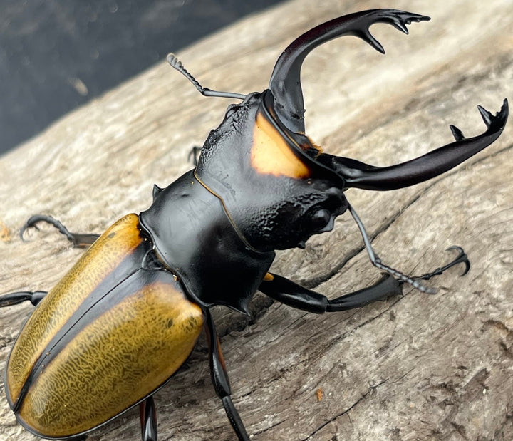 【WD】《ラコダールツヤクワガタ アチェ産 75.5mm ペア》