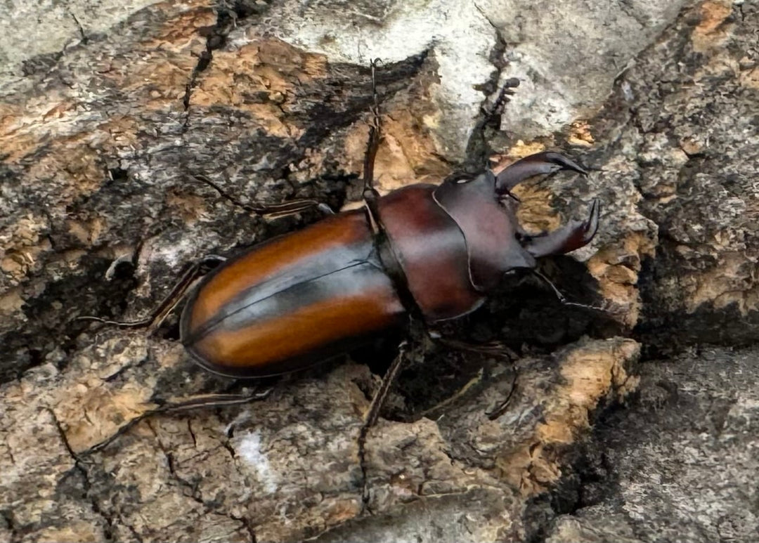 【WD】《エレガントゥルスコクワ原名亜種 20mm ペア》